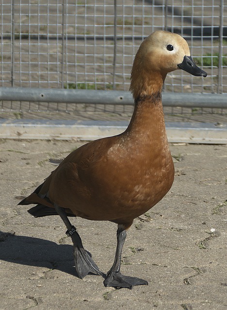 胜任防守型